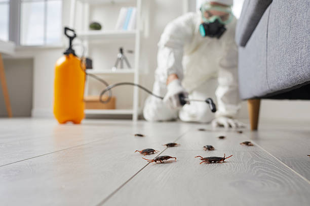 Post-Treatment Bed Bug Interceptor Monitoring in Bay City